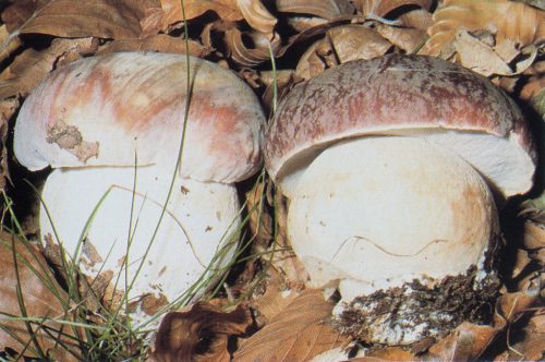 Boletus pinophilus, porcino rosso - bolè dij fò - carej - caplet
