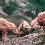 Capra ibex, Stambecco © foto Sergio Costagli