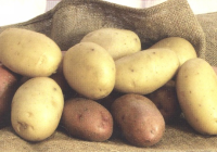 Patate della Valle Belbo