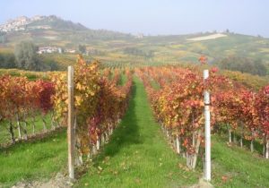 Vigneti nelle Langhe