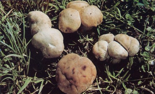 Calocybe gambosa, Prugnolo - Fungo di S. Giorgio