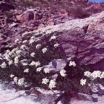 Achillea erba-rotta All., Camomilla di montagna - Peverina