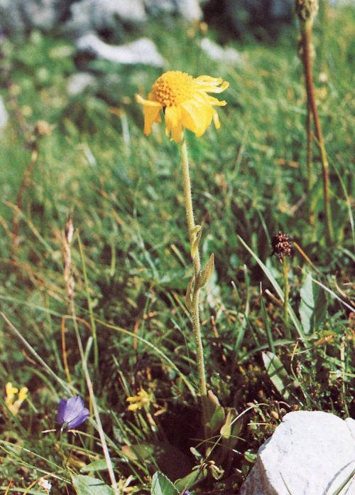 Arnica montana L., Tabacco di montagna