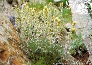Artemisia genipi Weber, Genepy maschio