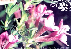 Daphne cneorum L., Dafne odorosa