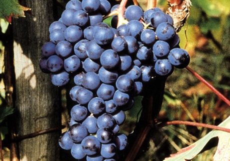 Dolcetto di Dogliani