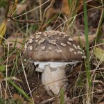 Il Ciclo di Vita dei funghi
