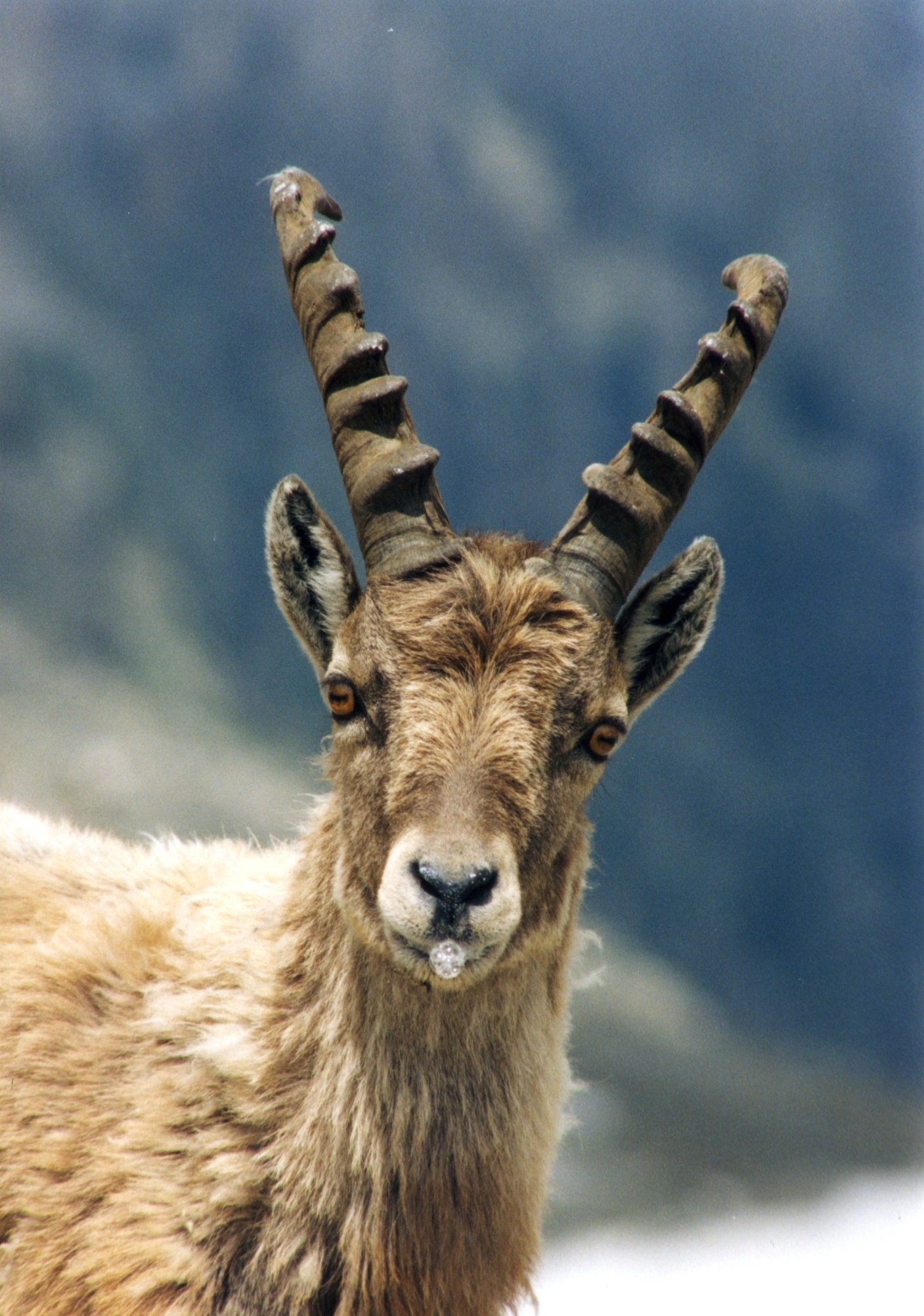 Capra ibex, Stambecco
