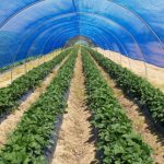 Fragole Cuneo:coltivazioni