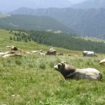 Vacche piemontesi in alpeggio