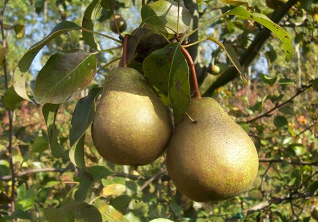 Pera Madernassa