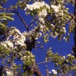 Pera Madernassa:fioritura