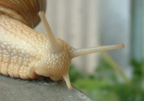 Lumache di Pianura