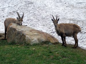 Capra ibex, Stambecco