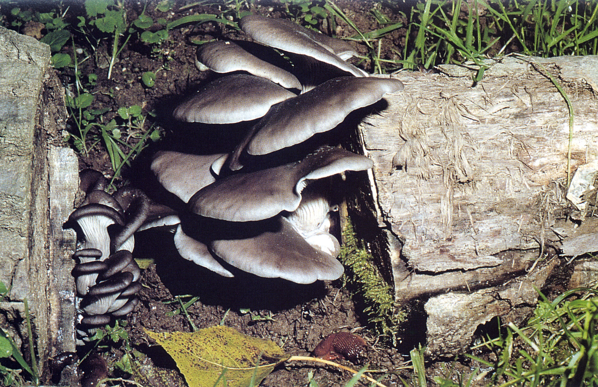 Pleurotus ostreatus, Gelone - Orecchione - Ostricone - Pleuroto - Agarico ostreato