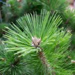 Pinus Mugo Turro, Mugo