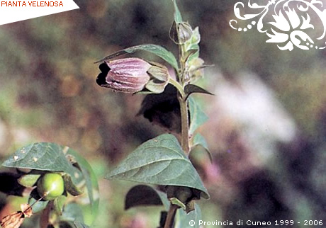 Atropa belladonna L., Belladonna