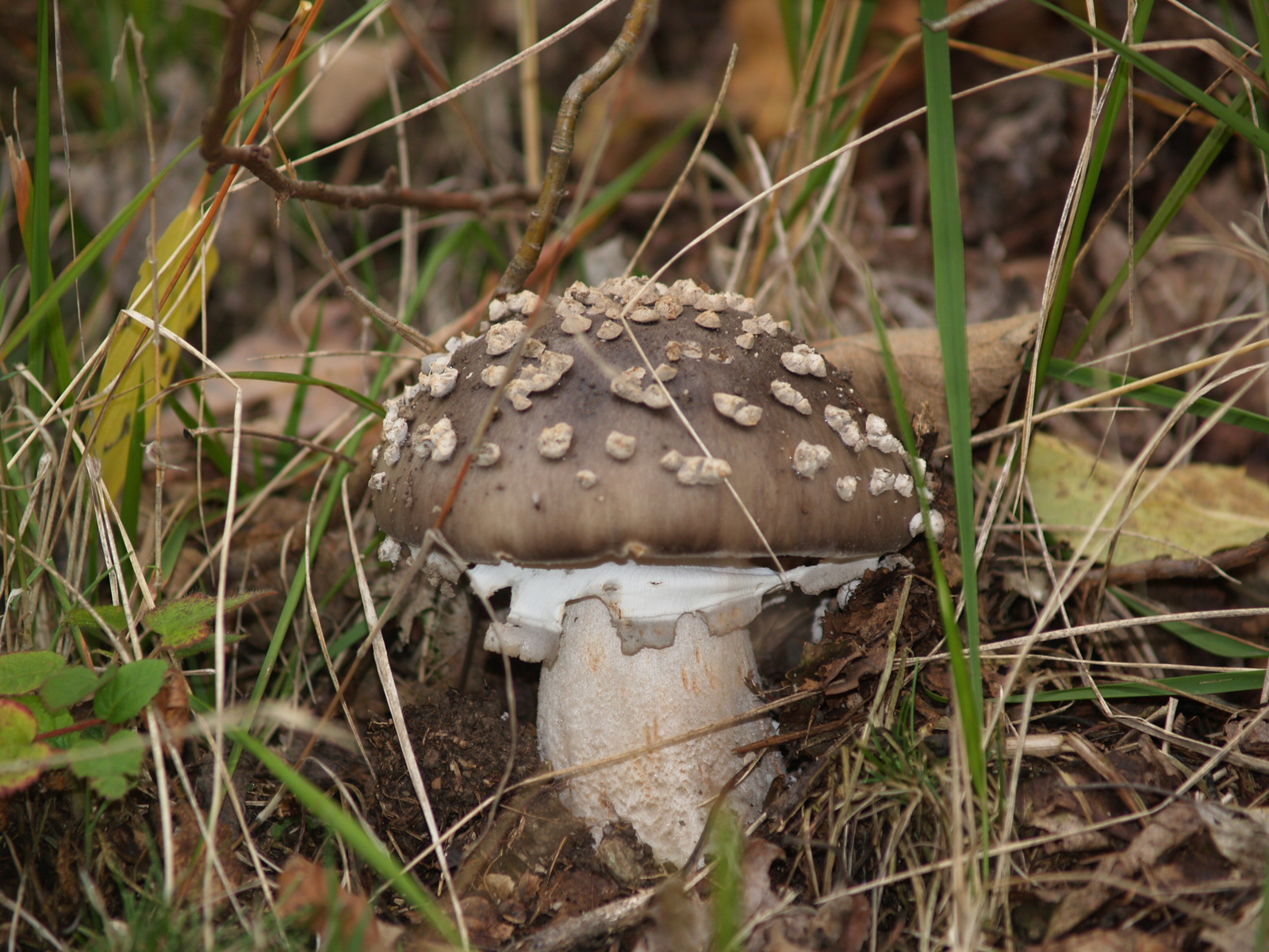 Il Ciclo di Vita dei funghi