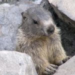 Marmota marmota, Marmotta © foto Angelo Desogus
