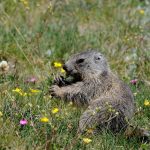 Marmota marmota, Marmotta © foto Robibarbè